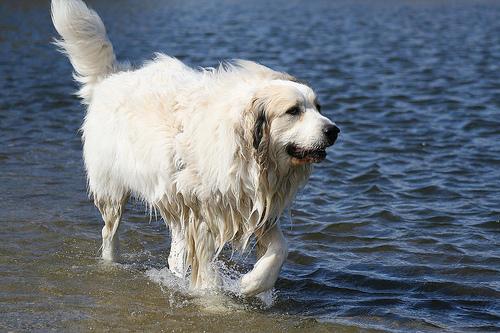 Great Pyrenees photo 2