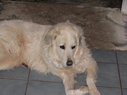 Great Pyrenees photo 3