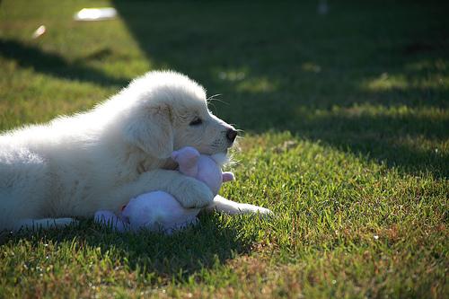 Great Pyrenees photo 4