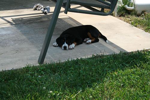 Great Swiss Mountain Dog photo 2