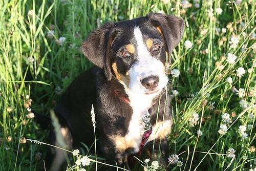 Great Swiss Mountain Dog photo 3