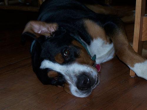 Great Swiss Mountain Dog photo 4