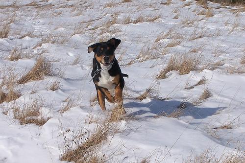 Great Swiss Mountain Dog