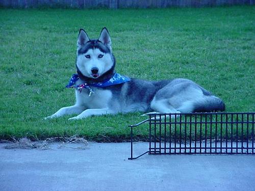 Greenland Dog photo 4