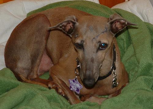 Greyhound photo 3