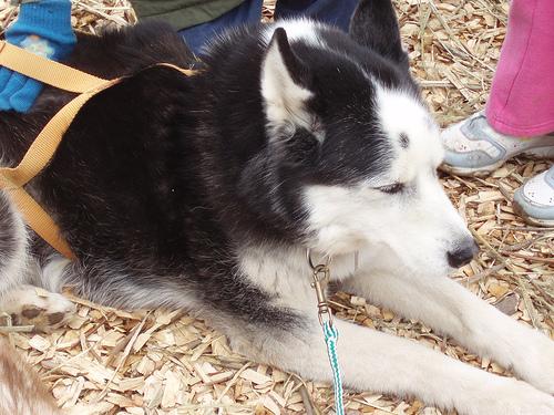 Siberian Husky photo 2