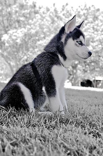 Siberian Husky photo 3