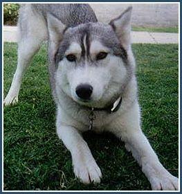 Siberian Husky photo 4