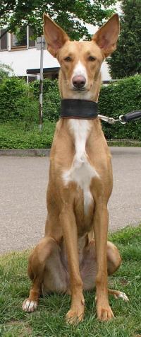 Ibizan Hound photo 2
