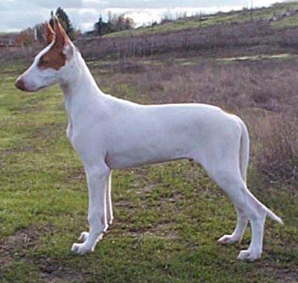 Ibizan Hound photo 3