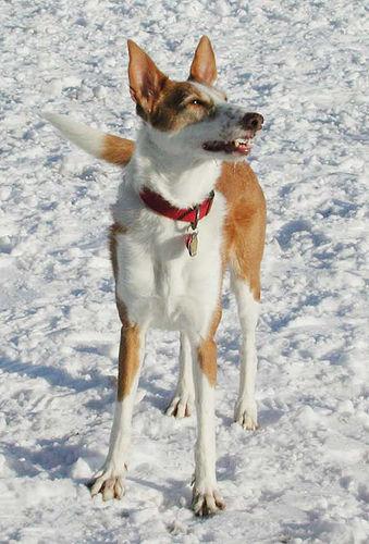 Ibizan Hound photo 4