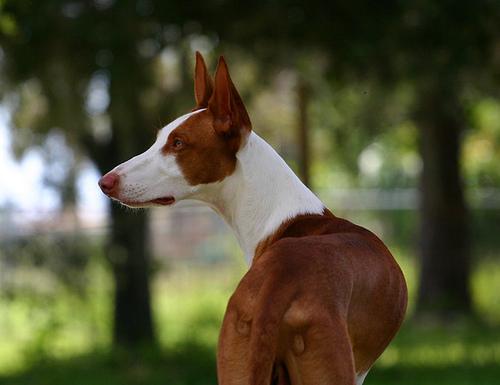 Ibizan Hound