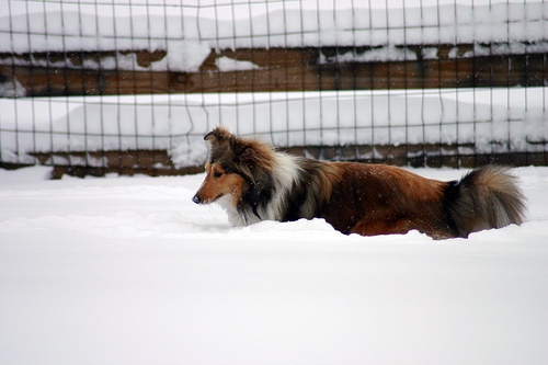 Icelandic Sheepdog photo 2