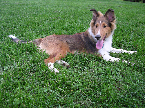 Icelandic Sheepdog photo 3