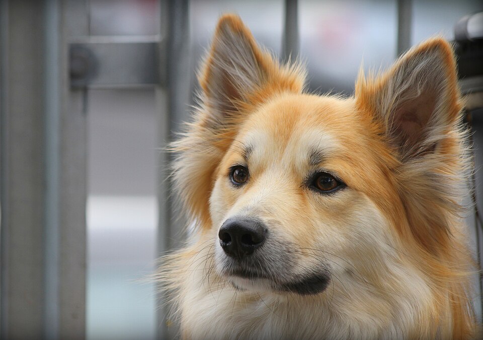 Icelandic Sheepdog photo 4