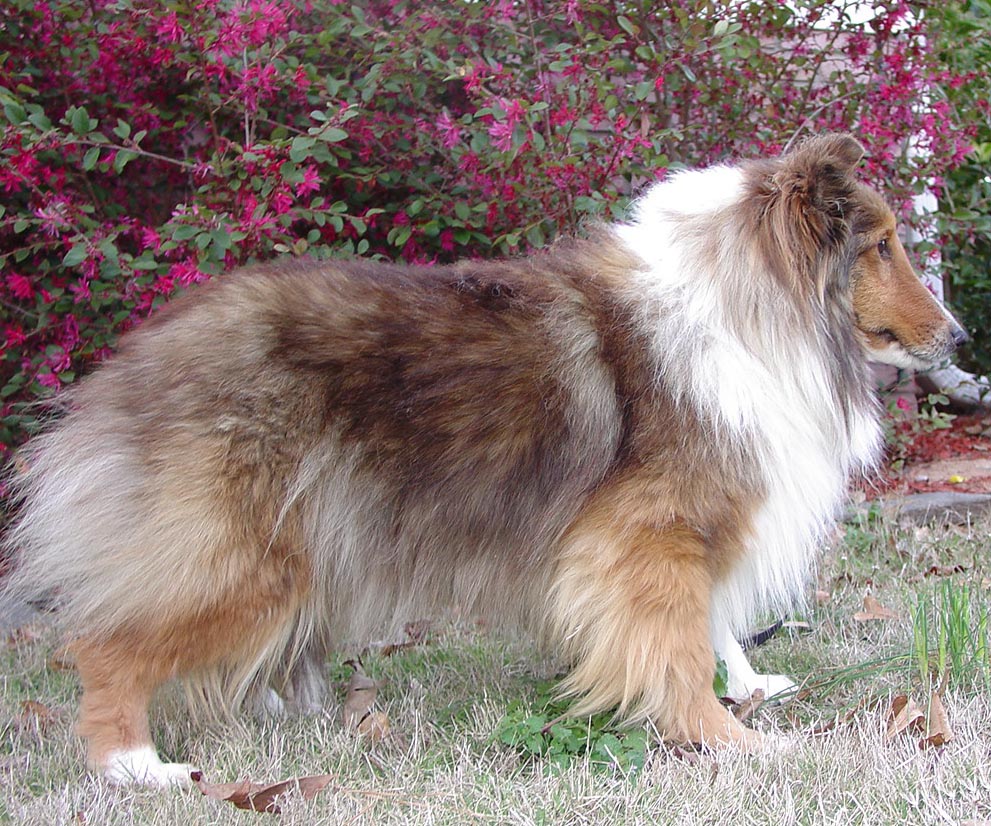 Icelandic Sheepdog