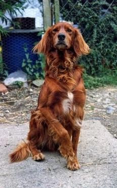 Irish Setter photo 2