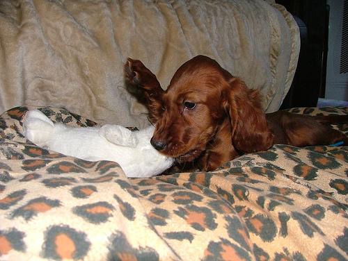 Irish Setter photo 3