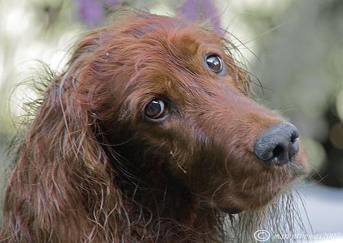 Irish Setter photo 4