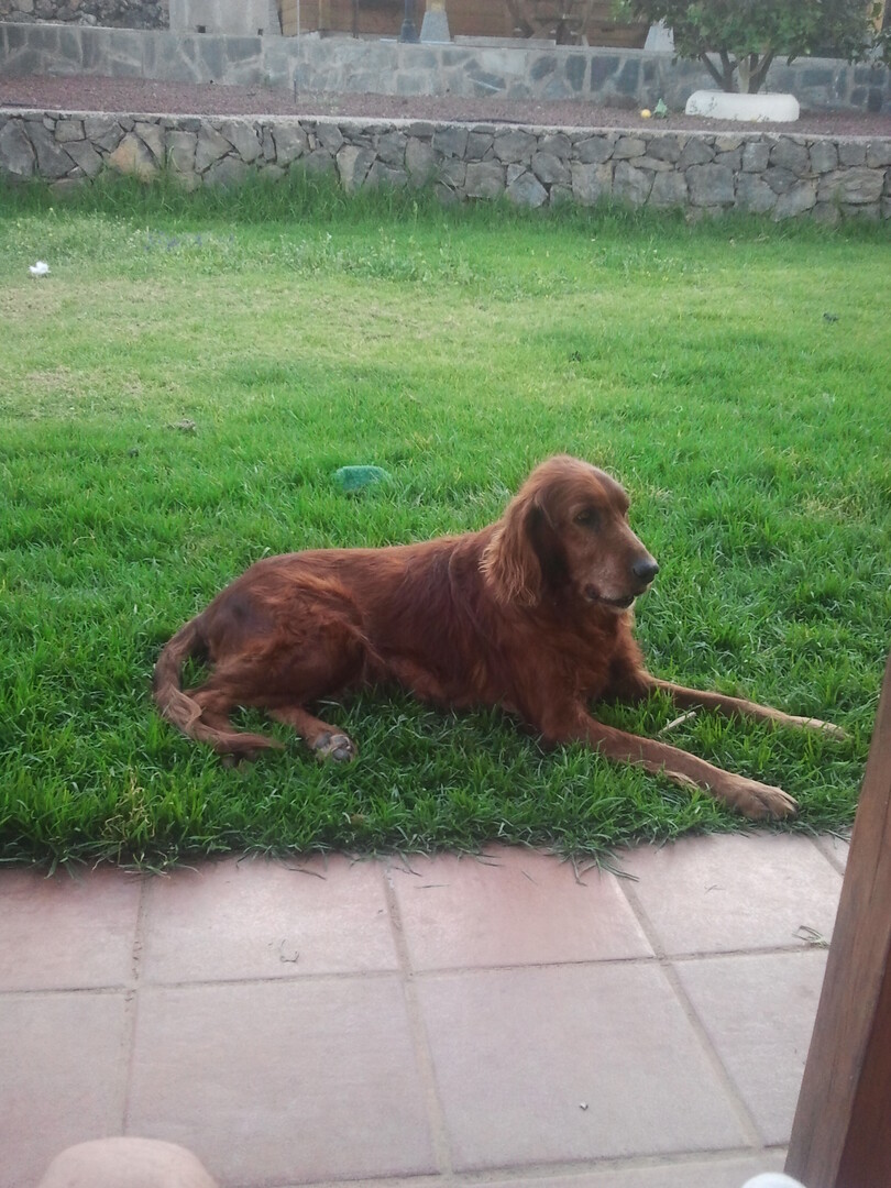 Irish Setter