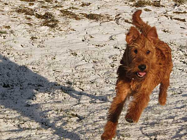 Irish Terrier photo 2
