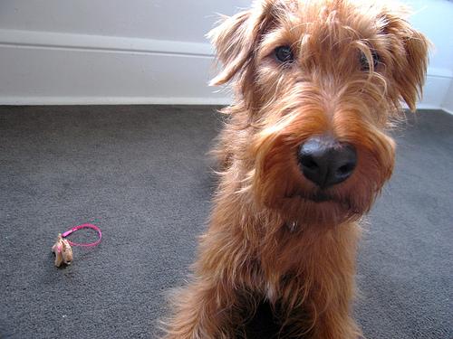 Irish Terrier photo 3