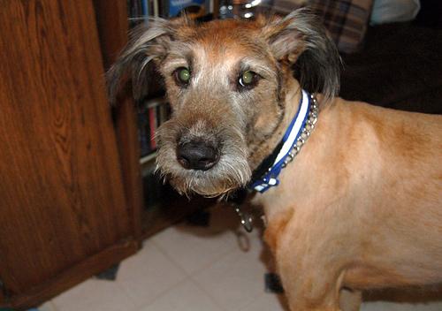 Irish Terrier photo 4