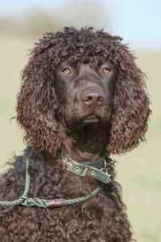 Irish Water Spaniel photo 2