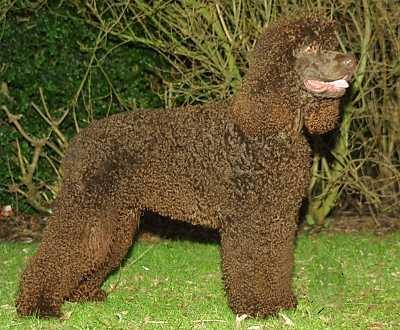 Irish Water Spaniel photo 3