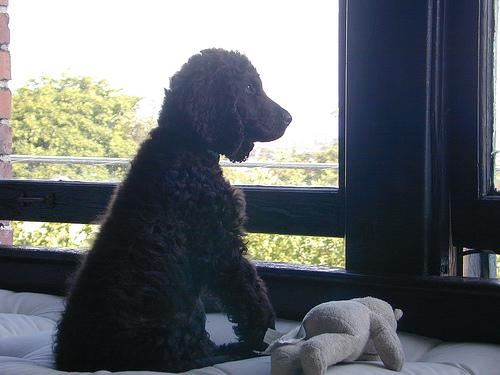Irish Water Spaniel photo 4