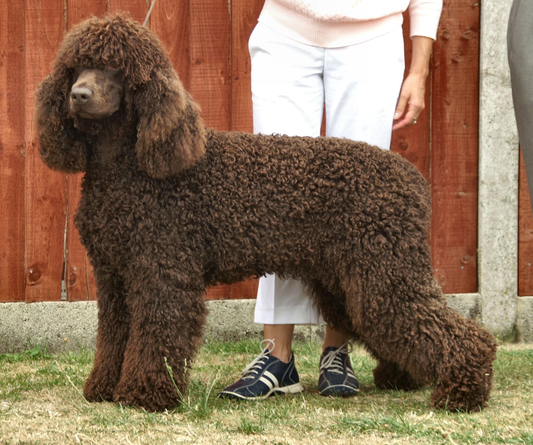 Irish Water Spaniel