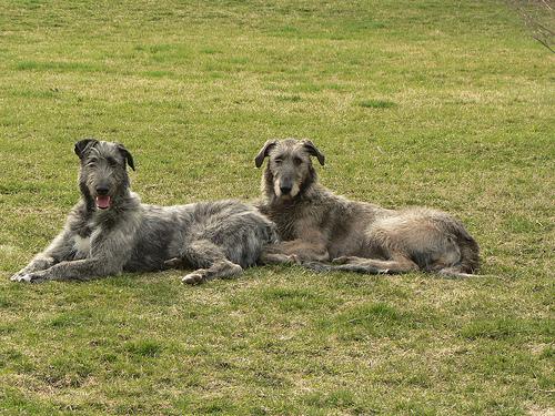 Irish Wolfhound photo 2