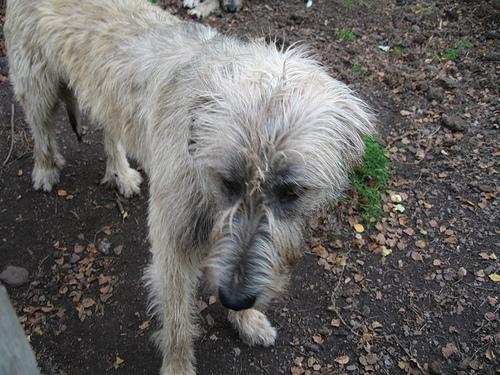 Irish Wolfhound photo 3