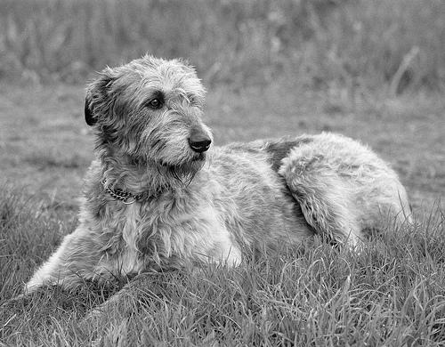 Irish Wolfhound photo 4