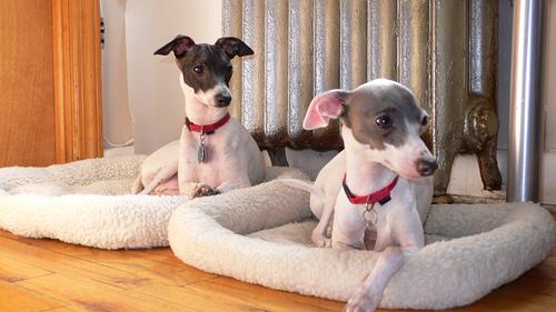 Italian Greyhound photo 2