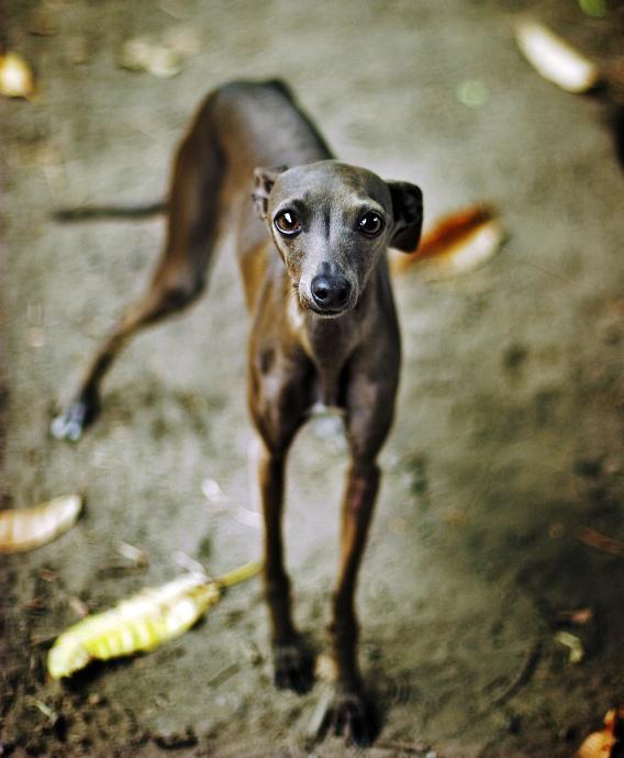 Italian Greyhound photo 3