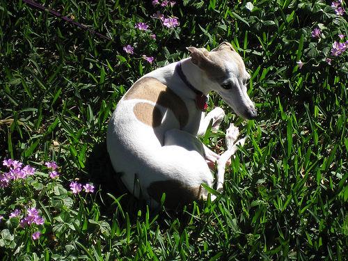 Italian Greyhound photo 4