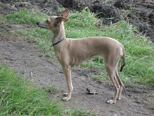 Italian Greyhound