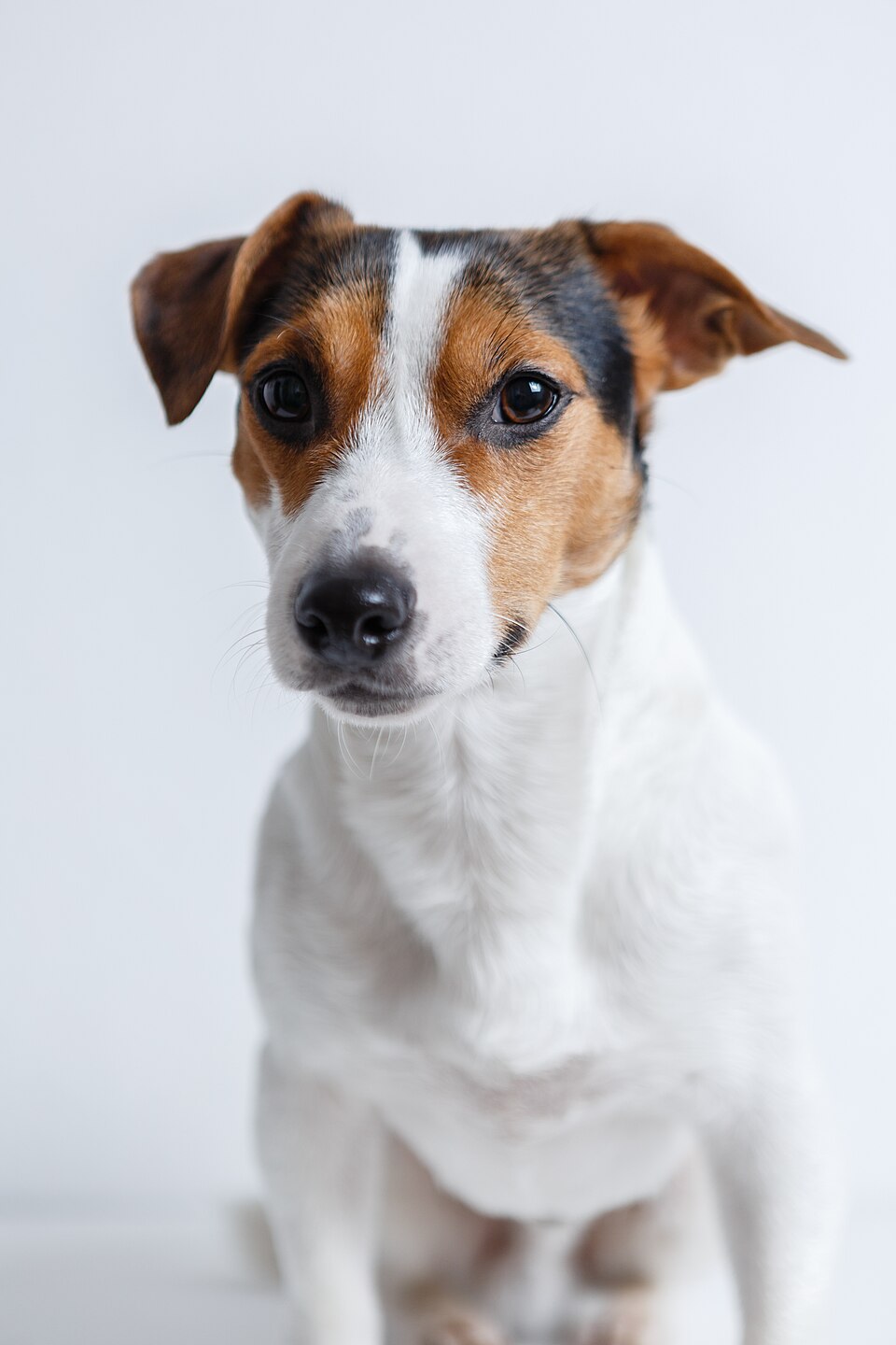 Jack Russell Terrier photo 2