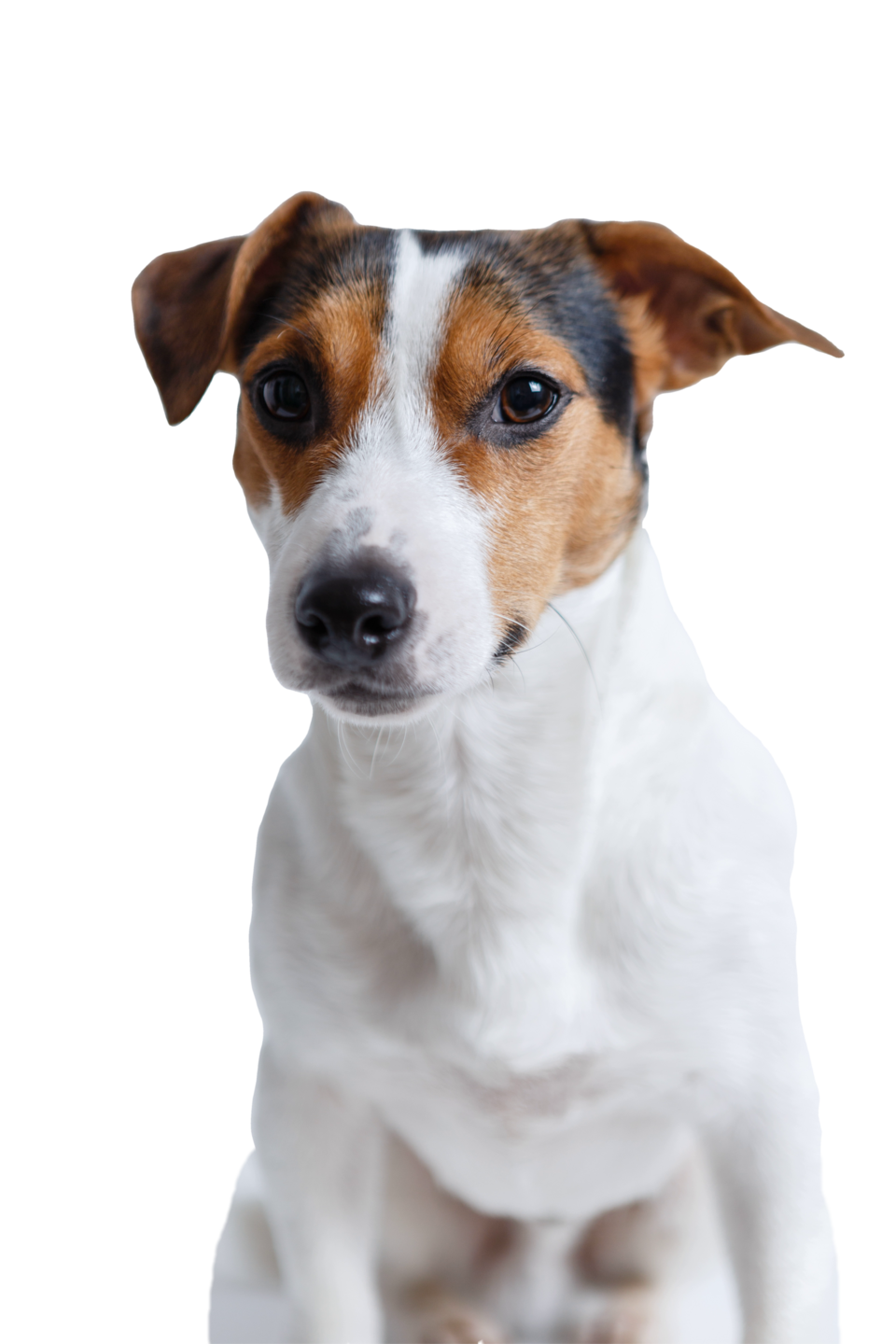 Jack Russell Terrier photo 3