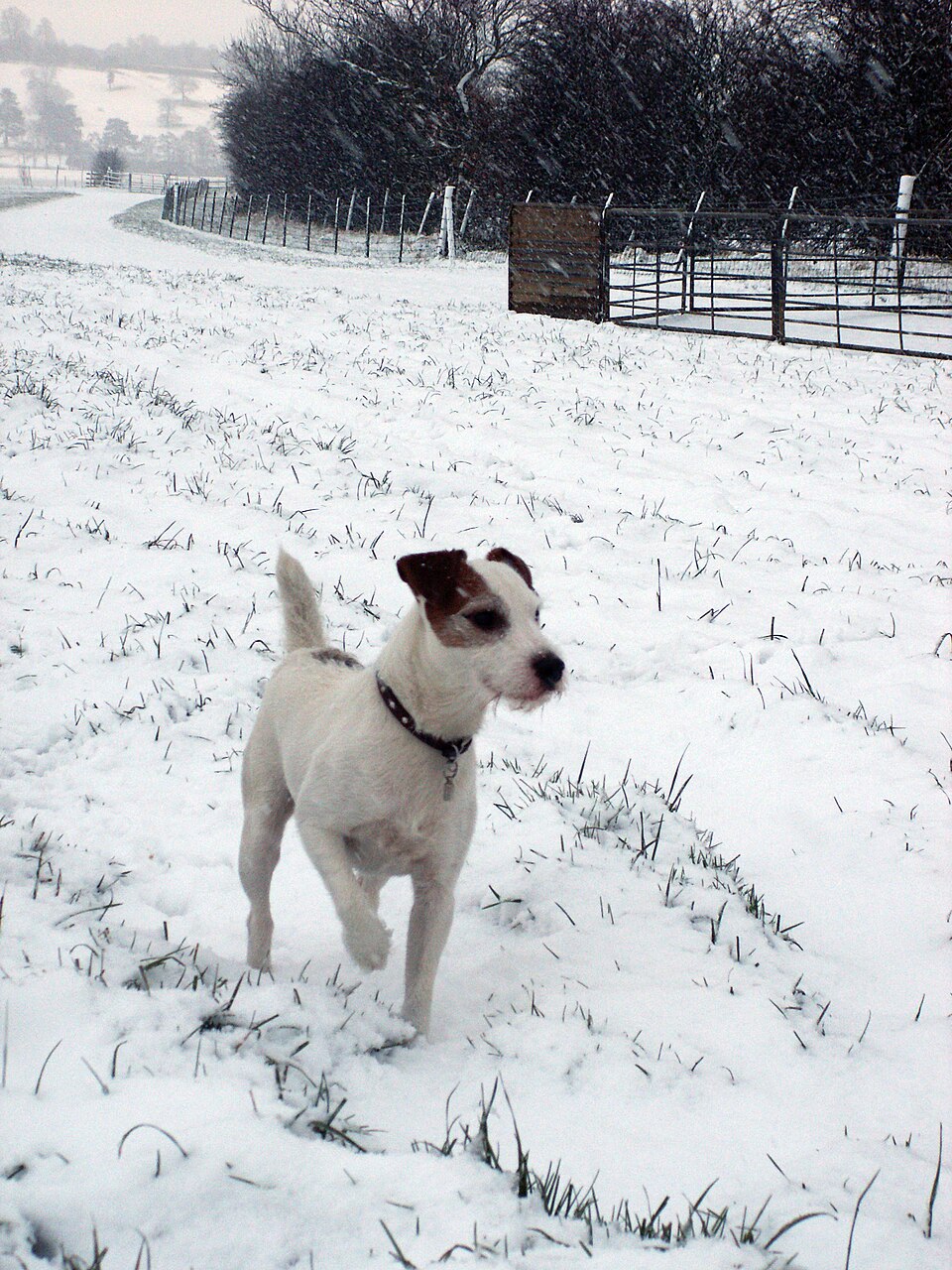 Jack Russell Terrier