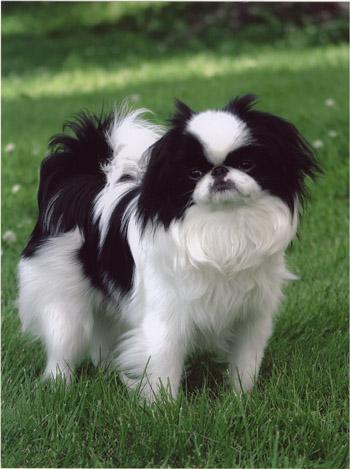 Japanese Chin photo 2