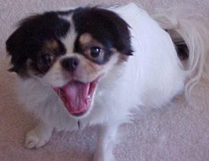 Japanese Chin photo 3