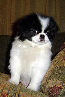 Japanese Chin photo 4