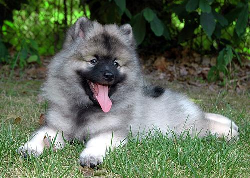 Keeshond photo 2