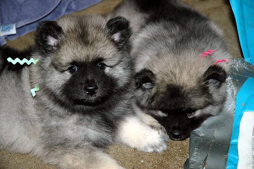Keeshond photo 3