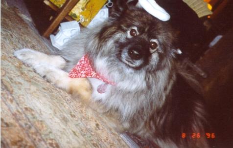 Keeshond photo 4