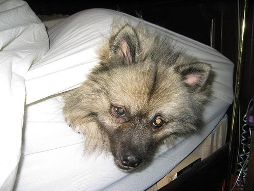 Keeshond
