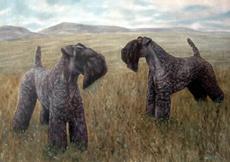 Kerry Blue Terrier photo 2