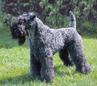 Kerry Blue Terrier photo 3